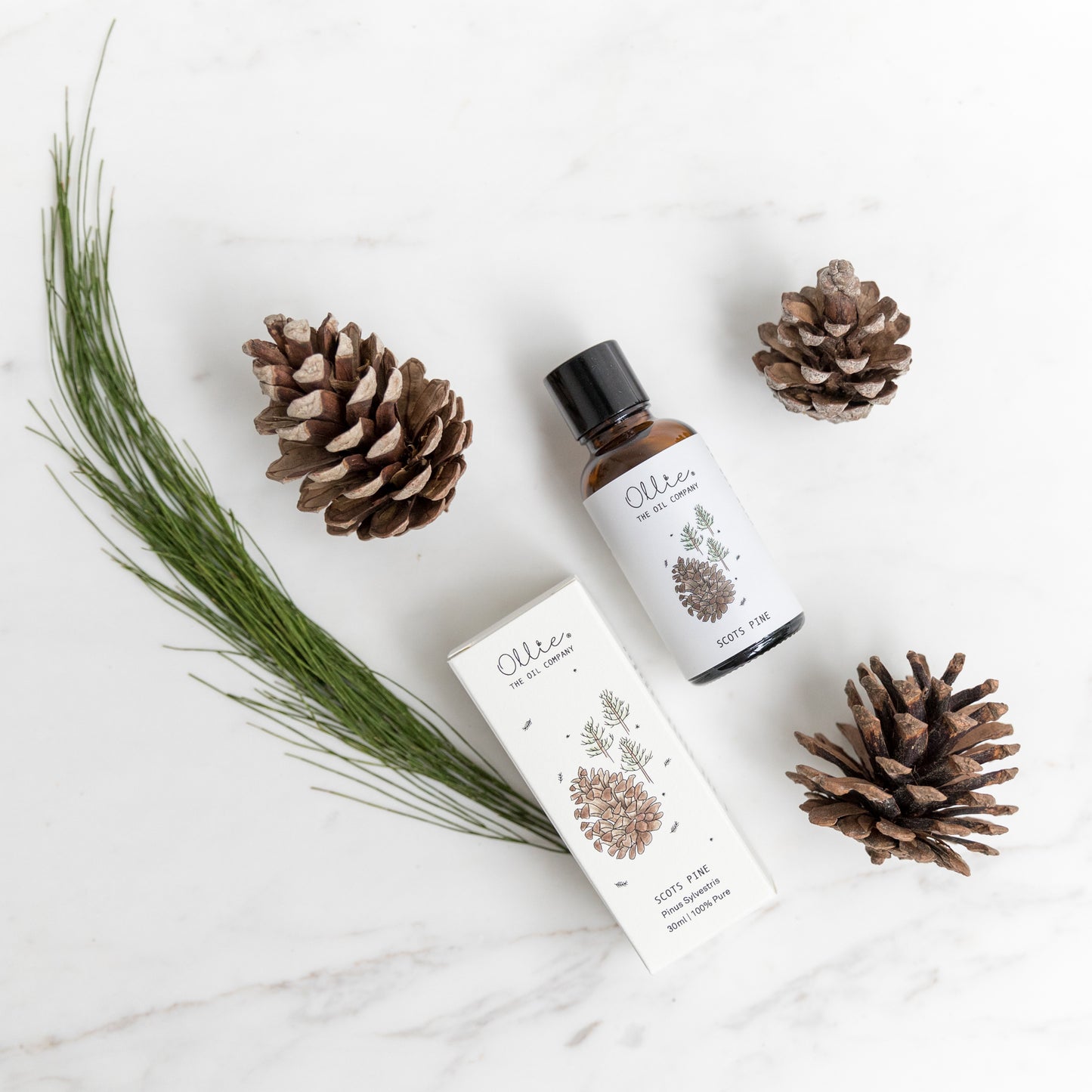 Scots Pine Essential Oil