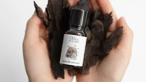 Buddha Wood Essential Oil — uses and benefits